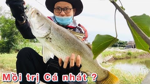 Câu Cá Chẽm Mồi Trị Cá Nhát Bể Mồi Hiệu Quả Nhất. Nhạy Hơn Mồi Mềm Lure | Đại Ngáo Vlog #10