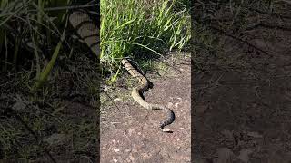 Snake in the Trail #shorts