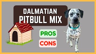 Dalmatian Pitbull Mix Loyal & Affectionate Pros And Cons