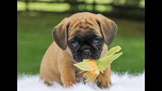 Puggle Puppies for Sale
