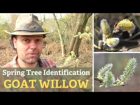 วีดีโอ: Goat Willow (24 ภาพ): คำอธิบายเรื่องไร้สาระบนลำต้น ใบของเธอ. การปลูกและดูแลรักษาต้นไม้ในการออกแบบภูมิทัศน์ แพะวิลโลว์ทรงกลมและพันธุ์อื่นๆ