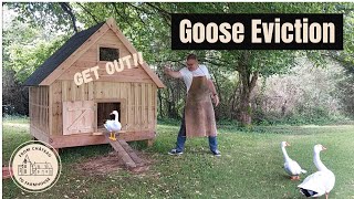 Ep 157 | The Geese Leave Their Home | The Chickens Move In | From French Chateau to Farmhouse
