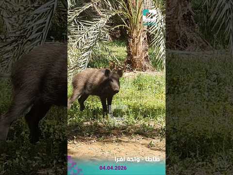 بالفيديو مجموعة من الخنازير البرية تتجول في واضحة النهار بحقول واحة افرا جماعة طاطا كنال طاطا