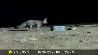 Foxes in Colorado by Bill Luce 28 views 1 year ago 2 minutes, 4 seconds