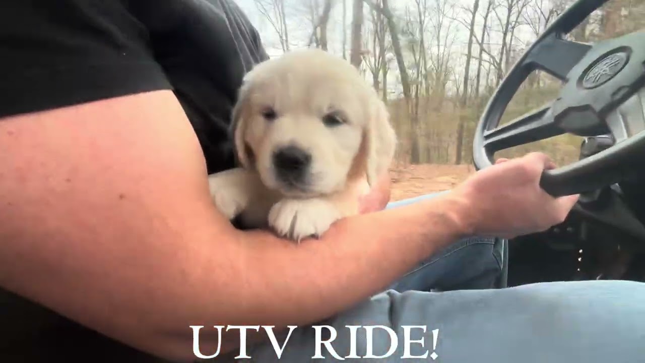 Golden Retriever Lexie Completes Weeks 1-2 of Clicker Training!