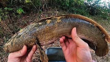 Câu Lure cá lóc sáng sớm | T6 - chạm mặt Hugo