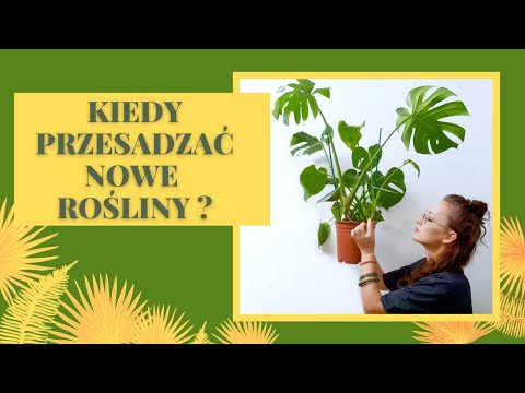Wideo: Sadzonki żółkną I Więdną Po Przesadzeniu - Co Robić?