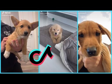 TikTok Puppy Anthem [TikTok Challenge]