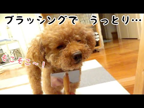 ボサボサTaruちゃんをブラッシング♪　トイプードルのTaruto