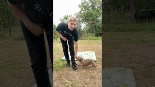 Размер щенков , привет родителям от старшей группы #americanbully #puppy