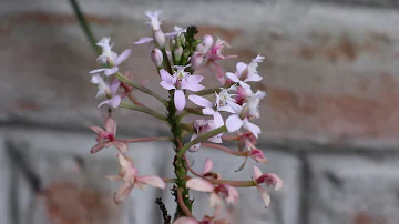 ¿Necesitan las orquídeas luz solar?