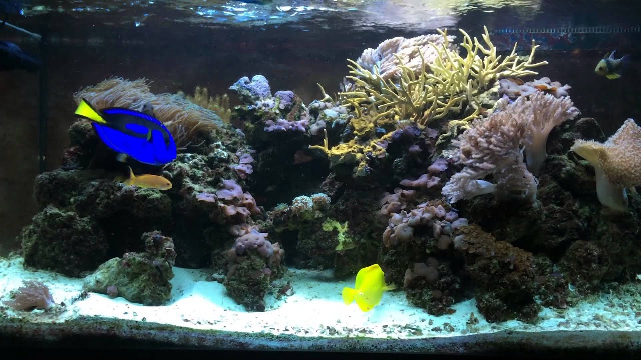 maxspect xf150 gyre generator modes youtube