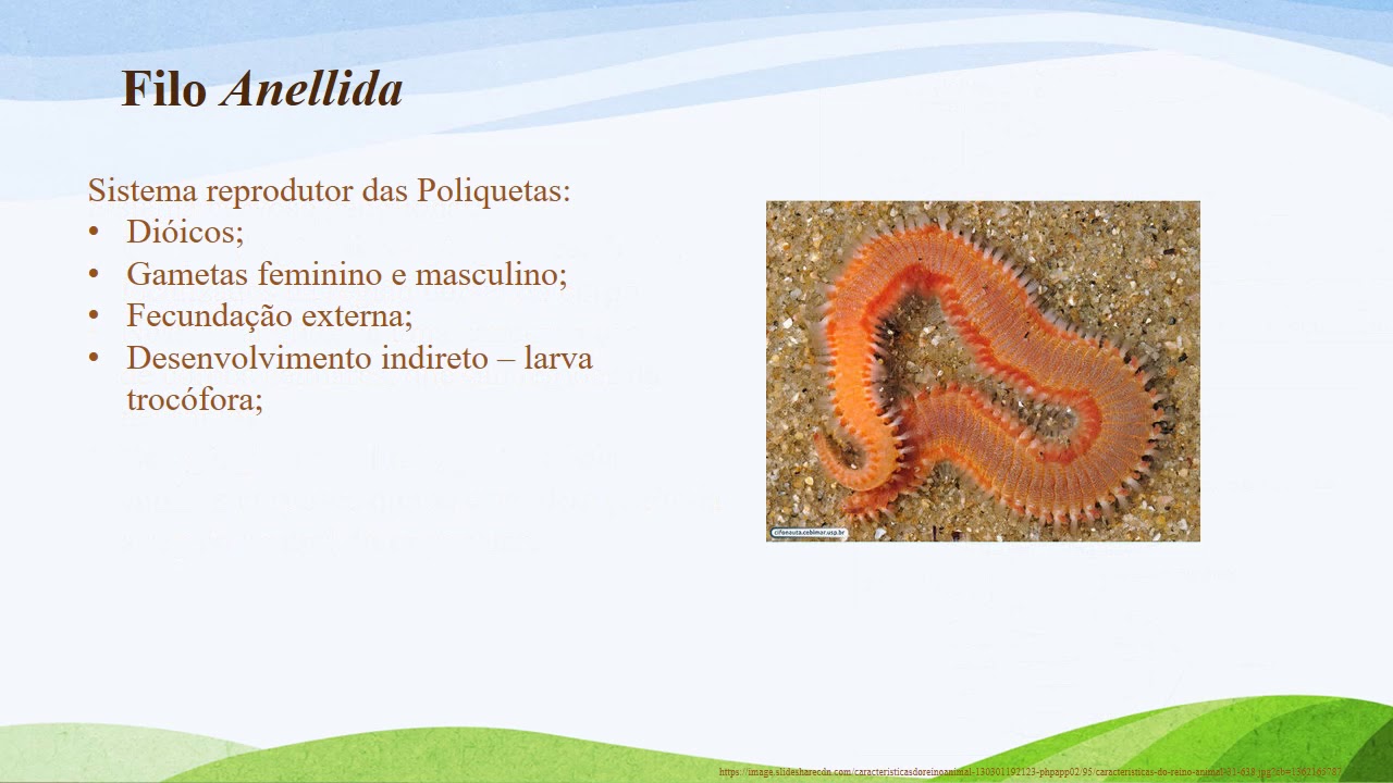 Descreva As Caracteristicas Das 3 Classes De Anelideos De Exemplos