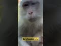 Albino Monkey Extinction Noted Shorts Animals 