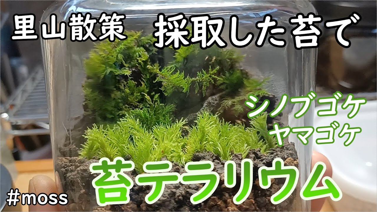 採取した苔で 苔テラリウム シノブゴケ ヤマゴケ おしゃれ 彩り 癒し Youtube