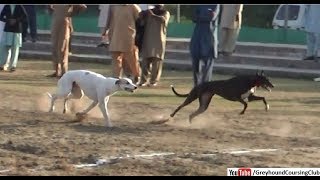last 3 rounds of Rajpur track race 14-15 November 2018 | dog show 2018 screenshot 4