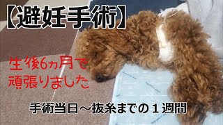 【生後か月】避妊手術してきました頑張った週間(´ω`)