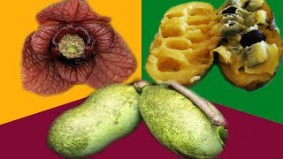 A Guide to Pawpaws