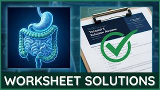 Digestive System Worksheet Solutions Walkthrough