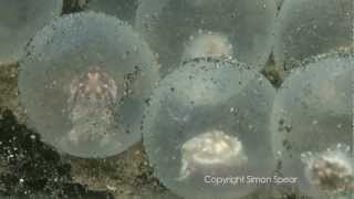 Flamboyant Cuttlefish Eggs