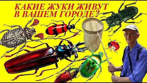 Каких Жуков Вы Знаете? Зоопарк Живых Жуков под Микроскопом.