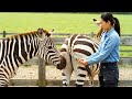 One Of The Unique Features Of Zebras Is That They Use Their Voices And Tails To Communicate One Of The Unique Features Of Zebras Is That They Use Their Voices And Tails To Communicate