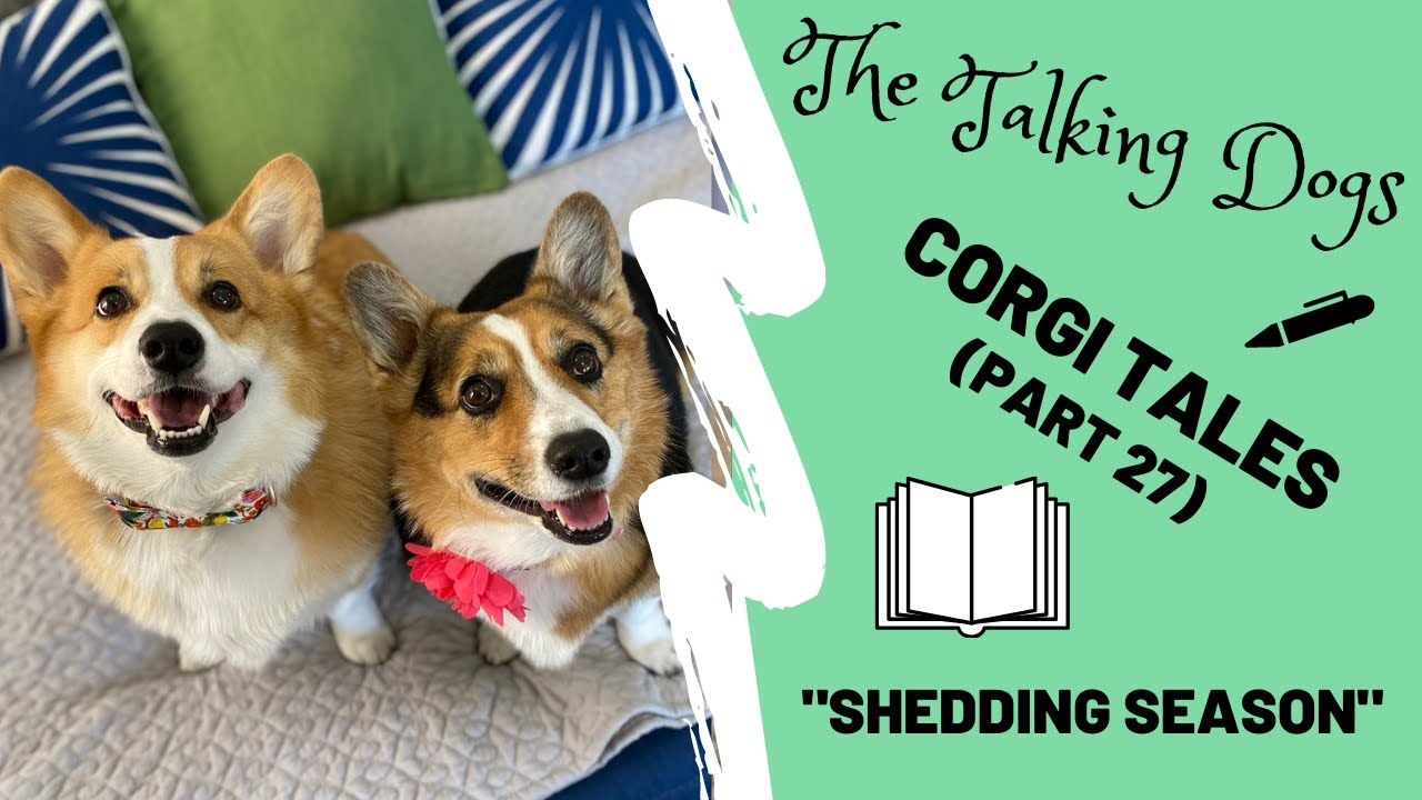 Guardian Tales - ENDING TOMORROW! Several corgis are missing! 😭 The  puppers love to play Hide and Corgi! 🧐 Can you find them all? ⁠ ⁠ 🐶 Check  out the full event