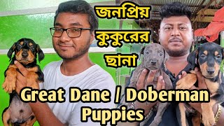 Great Dane dog in Bangladesh| Doberman dog price in Bd|Dog farm in Bangladesh #GreatDane_Doberman_bd