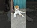chochothetiger ka style #cat #catvideos #catshorts #vlog#minivlog #funny #shorts #shortfeed #catblog