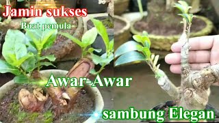 Sambung Awar-Awar  Dengan  Ficus Elegan Jamin Sukses Full