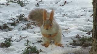 Белка ищет корм под звуки свиристелей - A squirrel looks for food to the sound of waxwings