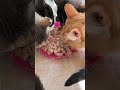 Bütün ekip deli gibi açıkmış 🐱🐈