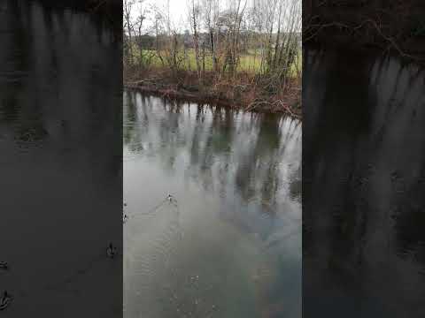 Ducks On The River Teme, Tenbury Wells, Worcestershire, England 12th February 2023 #shorts