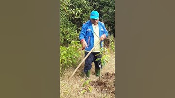 cuốc đất trồng cây