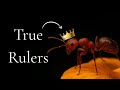 Why Ants Are the True Rulers of Earth