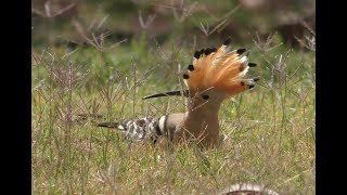 Birds of Tenerife, March 2024