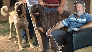 50 YILLIK KÖPEKÇİ KÖSE DAYI SALDIRGAN VE KURTÇU ÇOBAN KÖPEKLERİ DEV KURDA KÖPEKLERİ İLE MEYDAN OKUDU