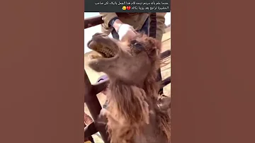 تراجع صاحب الجمل عن ذبح بعد بكاء الجمل لعلمه انه سيذبح 