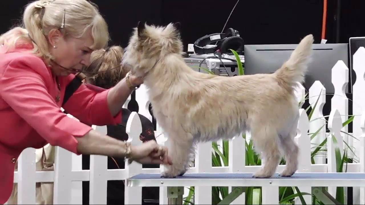2016 Royal Adelaide Show - Dog Judging Friday 2 September