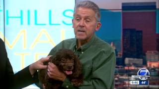 Warmer statewide for Sunday - Marly the Cocker Spaniel mix