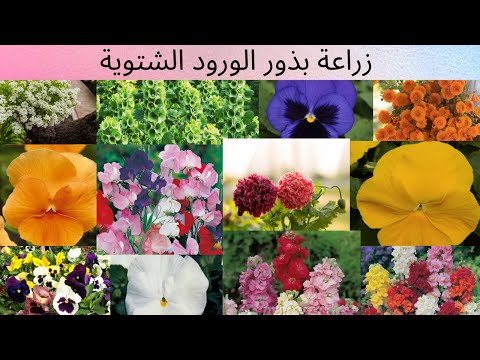 فيديو: زراعة الزهور في الخريف - زراعة بذور الزهور في الخريف