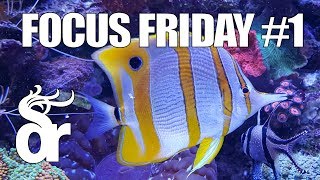 FF#01 | Keeping a Copperband Butterflyfish in your Reef Tank