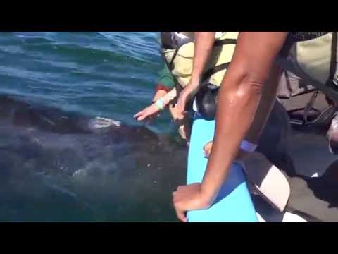 Kissing the baby whale