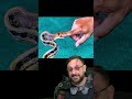 Cortou o próprio dedo para se salvar da picada de cobra? #biologohenrique #animais #biologo