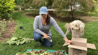 🌷How to Store Tulips to Plant Again - Tulip storage 🌷