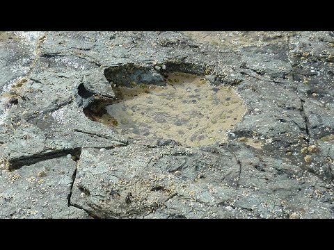 Video: Riesige Fußabdrücke Von Dinosauriern In Schottland Gefunden - Alternative Ansicht