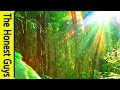 3 HOURS of Nature Sounds Sleep Meditation "Windy Enchanted Forest" - No Music