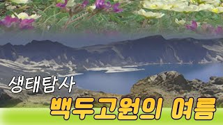 생태탐사, 백두고원의 여름  [오감실험] KBS 2001.08.14 방송