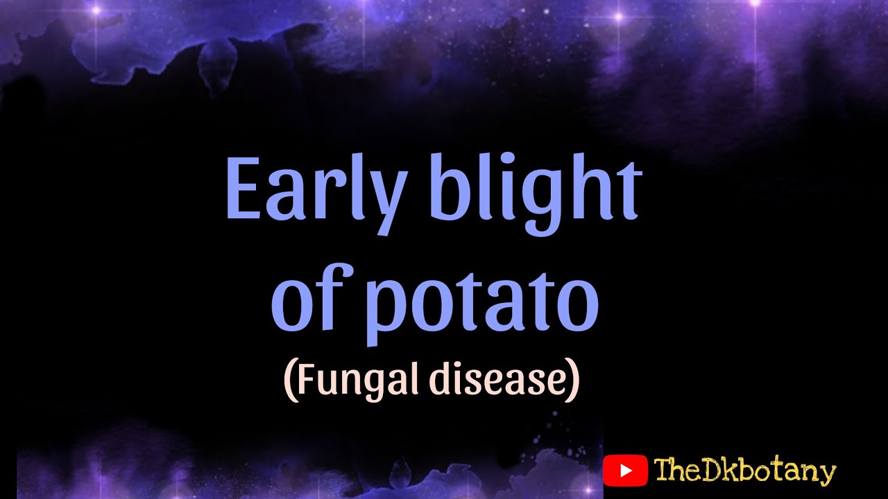 Early blight of potato (fungal disease)