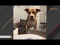 Pitbull thinks she's every cat's mommy